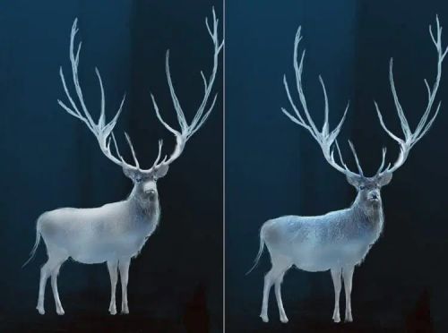 آموزش طراحی گوزن درخشان در فتوشاپ